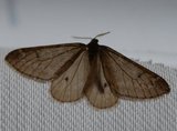 Alsophila aescularia (March Moth)