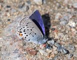 Plebejus optilete (Cranberry Blue)