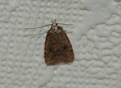 Agonopterix angelicella (Angelica Flat-body)