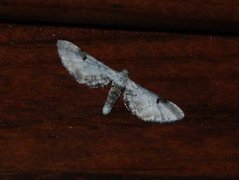 Eupithecia centaureata (Hvit dvergmåler)