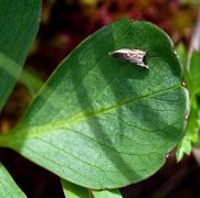 Ancylis myrtillana (Blåbærsigdvikler)