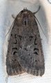 Graphiphora augur (Krattfly)