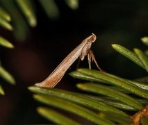 Caloptilia betulicola/elongella