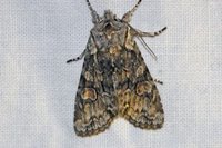 Lithophane consocia (Grått kappefly)