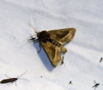 Hydraecia micacea (Brunt stengelfly)