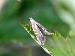 Glyphipterix thrasonella (Speckled Fanner)