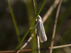 Catoptria margaritella (Pearl-band Grass Veneer)