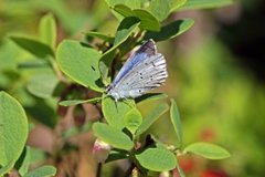 Celastrina argiolus (Holly Blue)