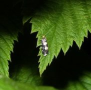 Lampronia corticella (Raspberry Moth)