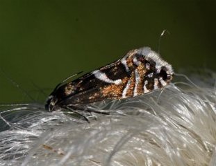 Glyphipterix haworthana (Cotton-grass Fanner)