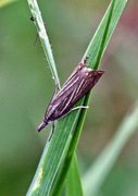 Chrysoteuchia culmella (Garden Grass-veneer)