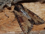 Apamea crenata (Kileengfly)