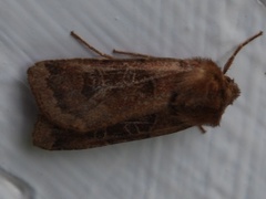Chersotis cuprea (Kobberfly)