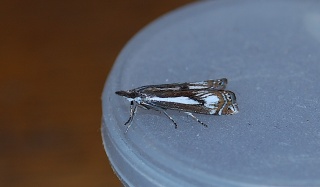 Crambus alienellus (Myrnebbmott)