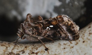 Autographa pulchrina (Fiolettbrunt metallfly)