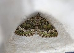 Colostygia olivata (Beech-green Carpet)
