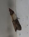 Plodia interpunctella (Indian Meal Moth)