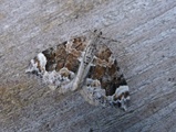 Dysstroma truncata (Bueskogmåler)