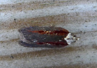Acleris hastiana (Sallow Button)