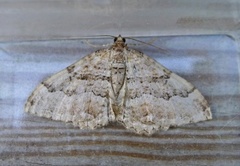 Rheumaptera cervinalis (Scarce Tissue)