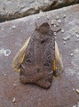 Noctua comes (Lesser Yellow Underwing)
