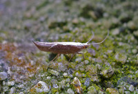 Ypsolopha dentella (Leddvedsprellemøll)