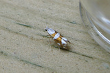 Argyresthia brockeella (Gold-ribbon Argent)