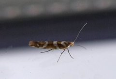 Argyresthia goedartella (Oreblomstmøll)