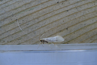 Nematopogon swammerdamella (Large Long-horn)