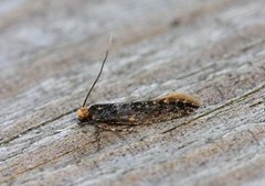 Monopis laevigella (Skin Moth)