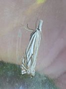 Crambus pratella (Scarce Grass-veneer)