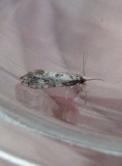 Nemapogon variatella (Pale Corn Clothes Moth)
