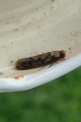 Niditinea striolella (Brindled Clothes Moth)