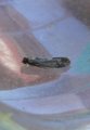 Haplotinea insectella (Drab Clothes Moth)