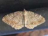 Rheumaptera undulata (Bølgeduskmåler)