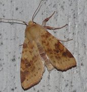 Xanthia icteritia (Blekt gulfly)