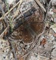Erynnis tages (Dingy Skipper)