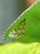 Nymphula nitidulata (Beautiful China-mark)