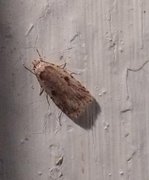 Agonopterix arenella (Brindled Flat-body)