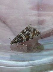 Celypha rivulana (Silver-striped Marble)