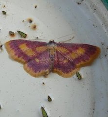 Idaea muricata (Purple-bordered Gold)