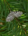 Eupithecia tantillaria (Dwarf Pug)