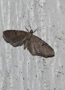 Eupithecia expallidata (Blek dvergmåler)