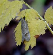 Diurnea lipsiella (November Tubic)