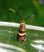 Adela croesella (Small Barred Long-horn)