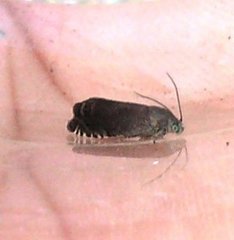 Cydia nigricana (Pea Moth)