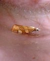 Pandemis cinnamomeana (White-faced Tortrix)