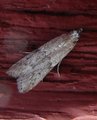 Ephestia kuehniella (Mediterranean Flour Moth)