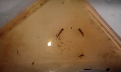 Plecoptera Samlegruppe (Lange, slanke steinfluenymfer)