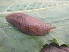 Giant Garden Slug (Limax maximus)